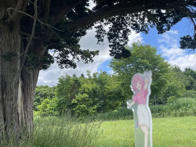 苫前町 / 岩見の一本松 / 04